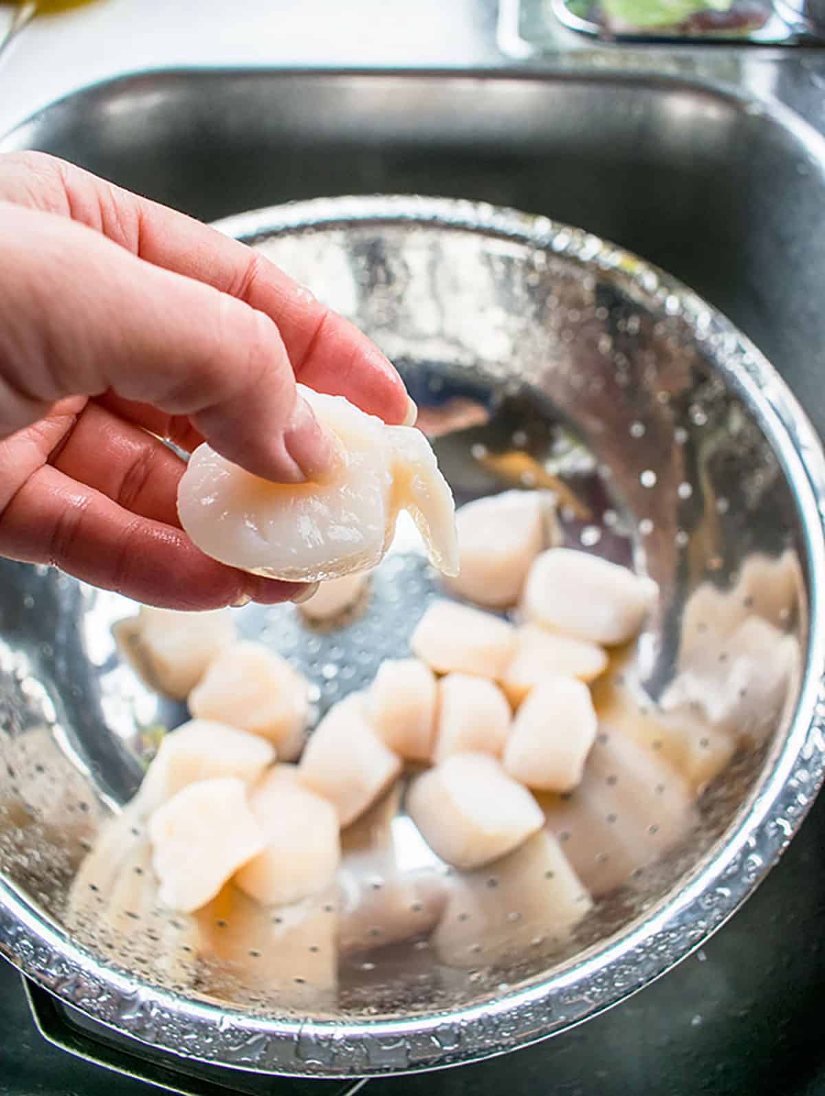 hand showing side membrane of a sea scallop